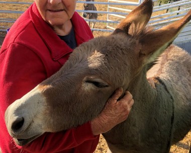 My donkey is a bodyguard!