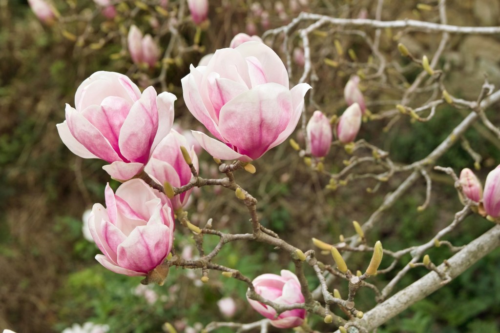 plant deciduous magnolia,  branch with some flowers