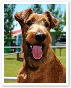 Irish Terrier