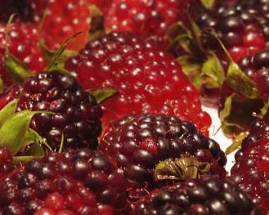 How to grow mulberries