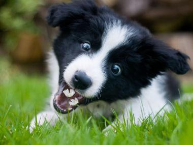 Is it Actually *Ok* For Dogs to Eat Grass? An Expert Weighs In