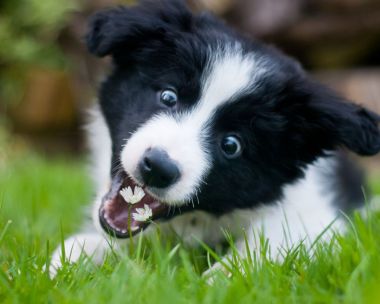 Is it Actually *Ok* For Dogs to Eat Grass? An Expert Weighs In