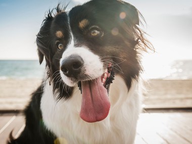 Quiz: How healthy is your dog REALLY?