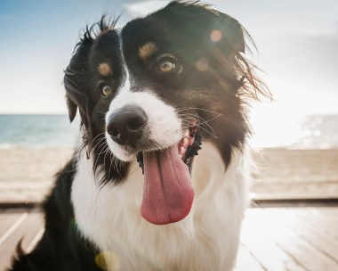 Quiz: How healthy is your dog REALLY?