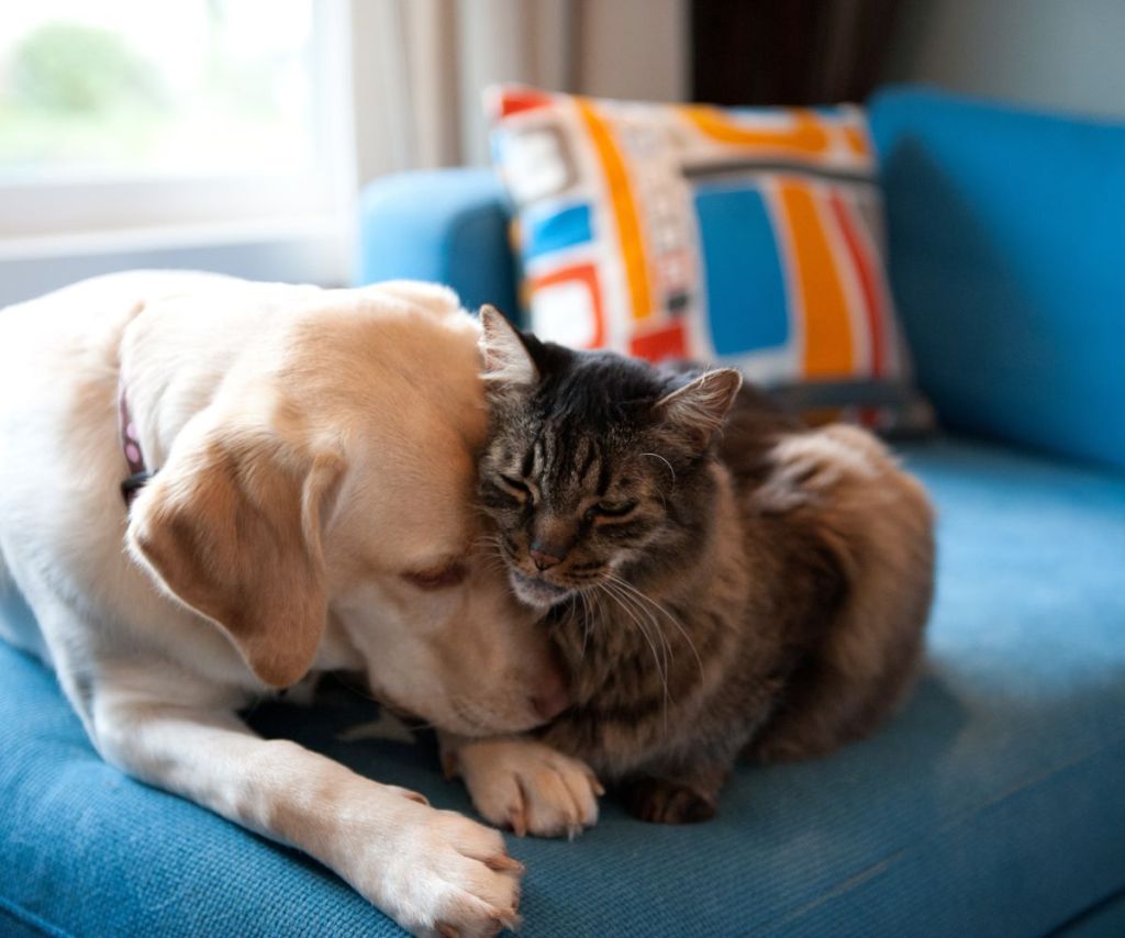 Golden Retriever and rescue cat cuddle on blue couch