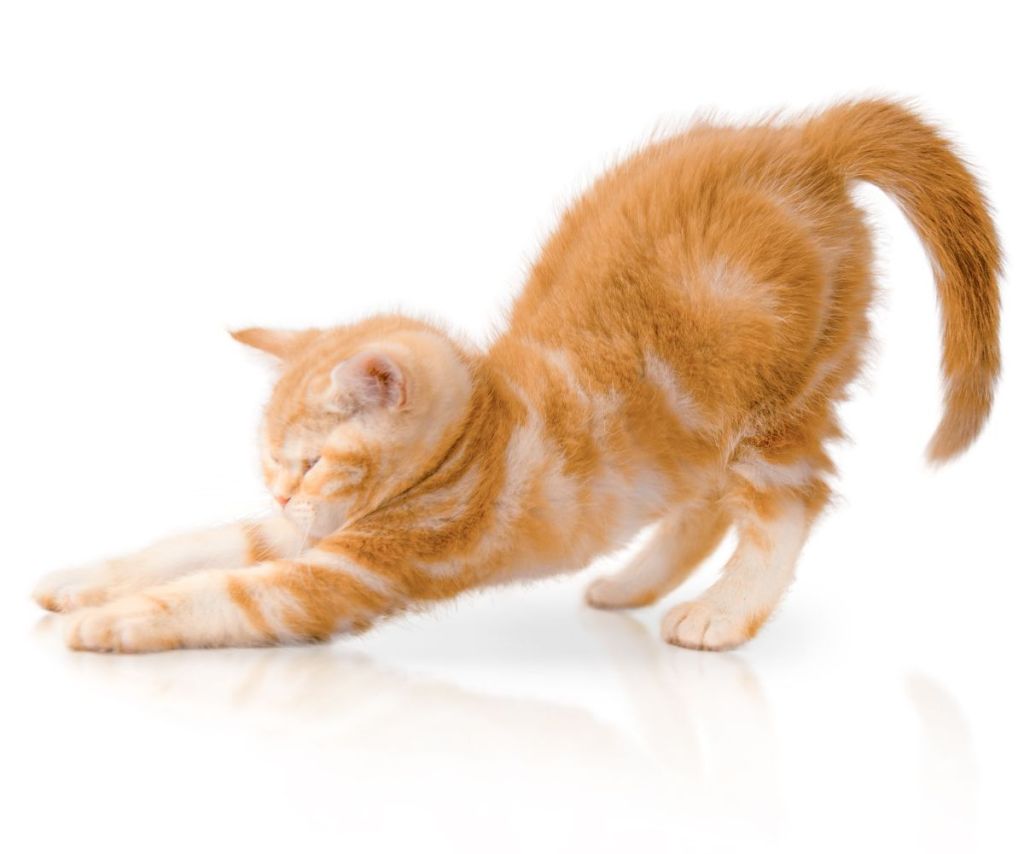 Orange striped kitten stretches against a white background