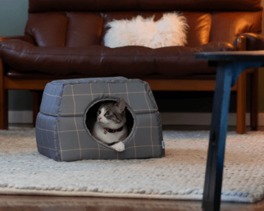 Cat inside cosy winter bed