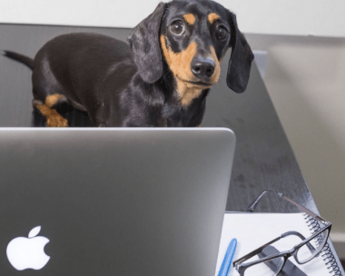 How to make your pet a social media star